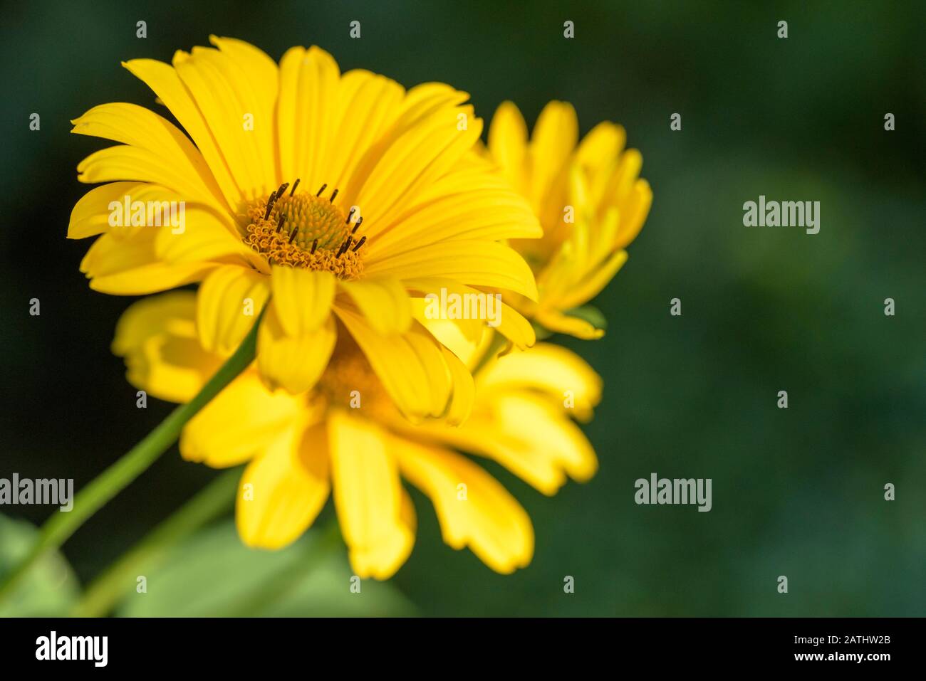 Yellow flowers of Heliopsis helianthus 'Scabra' also known as  false sunflower Heliopsis helianthoides 'var. scabra Stock Photo