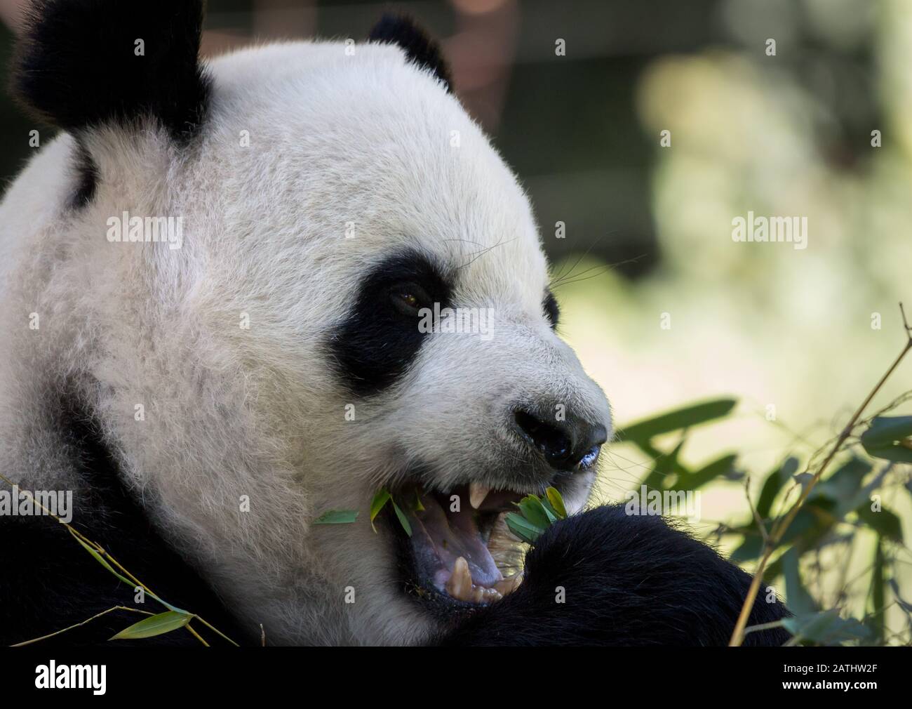 A Giant Panda eating bamboo! Stock Photo