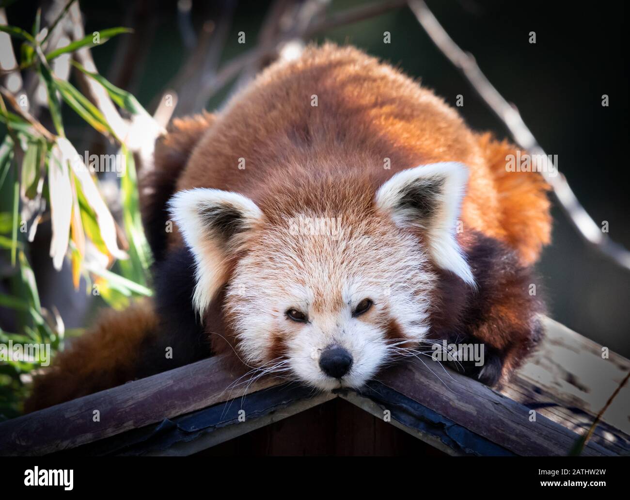Red Panda Drawing High Resolution Stock Photography And Images Alamy