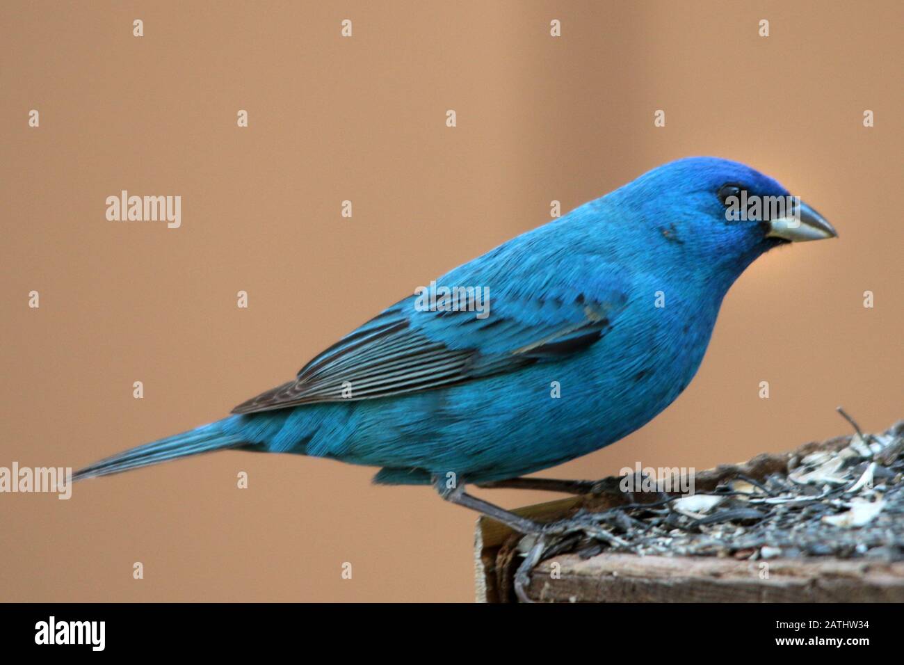 Indigo Bunting on feeder Stock Photo Alamy