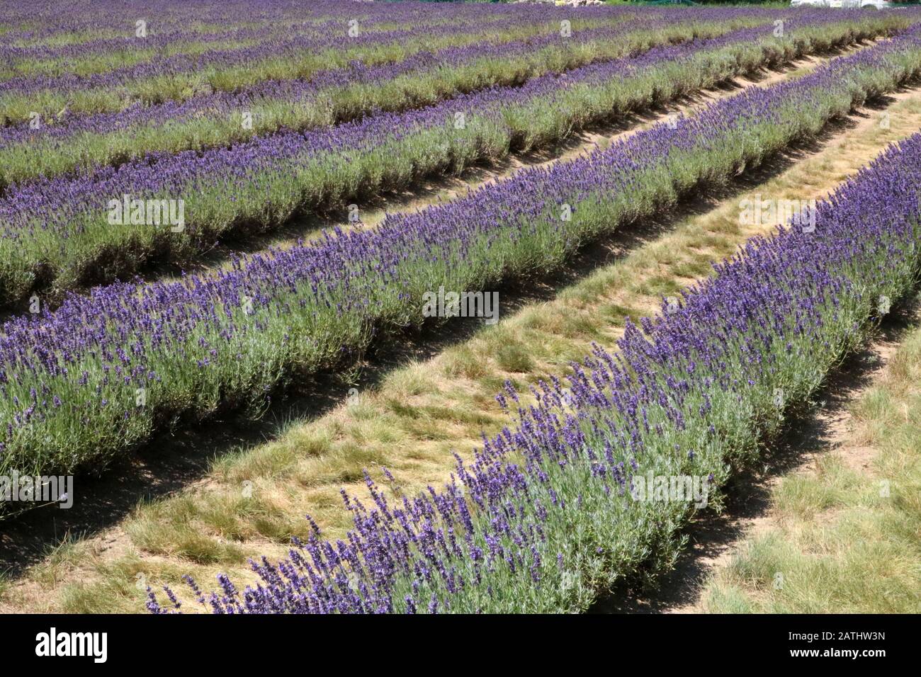Lavender fields ready for harvest Stock Photo Alamy