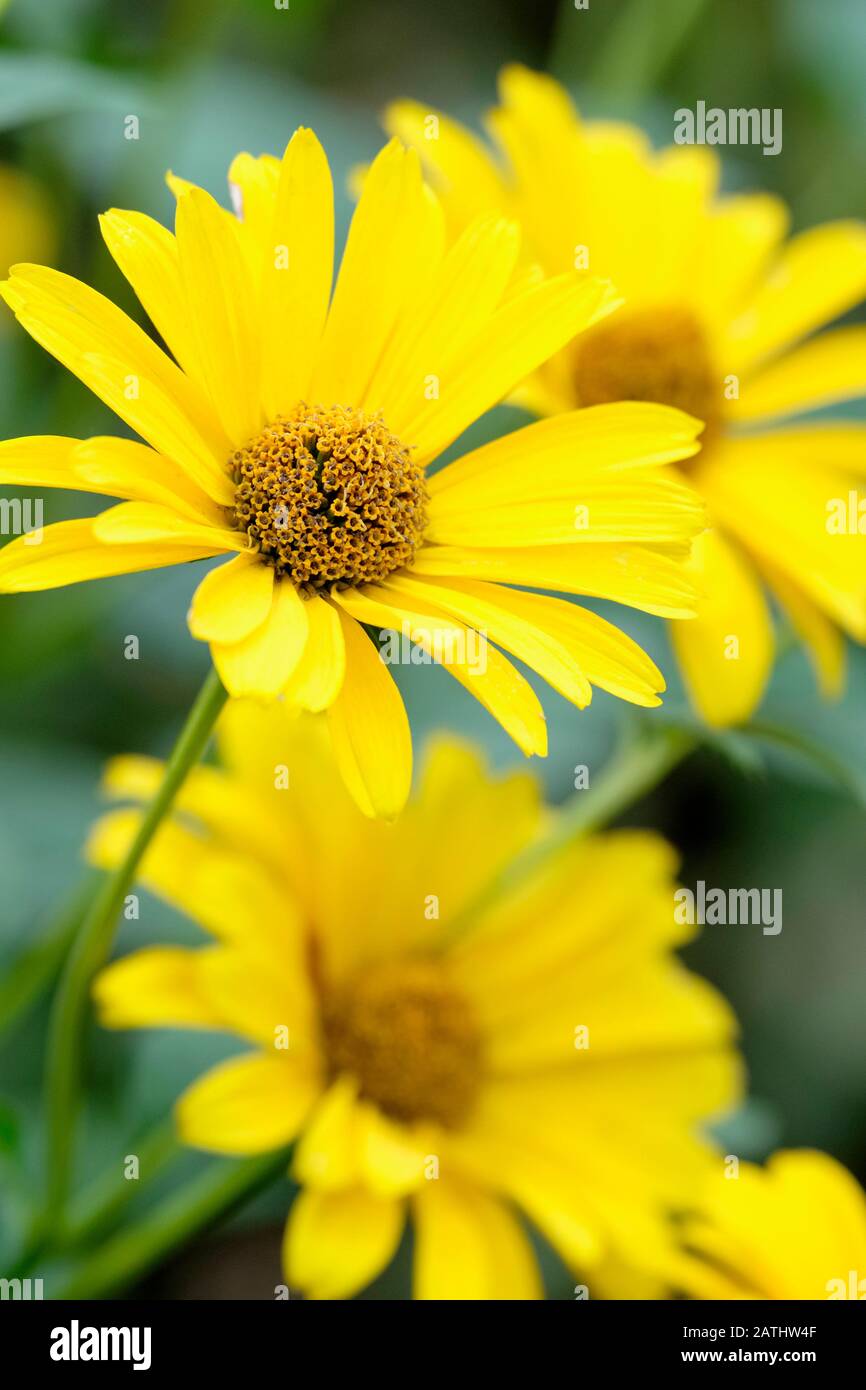 Closeup of large yellow flowers of Sunflower 'Lemon Queen', Helianthus