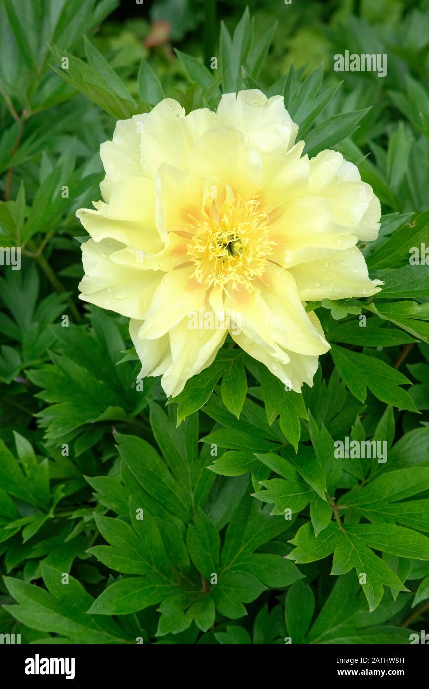 Intersectional (or Itoh) peony hybrid, Paeonia 'Sequestered Sunshine' Stock Photo