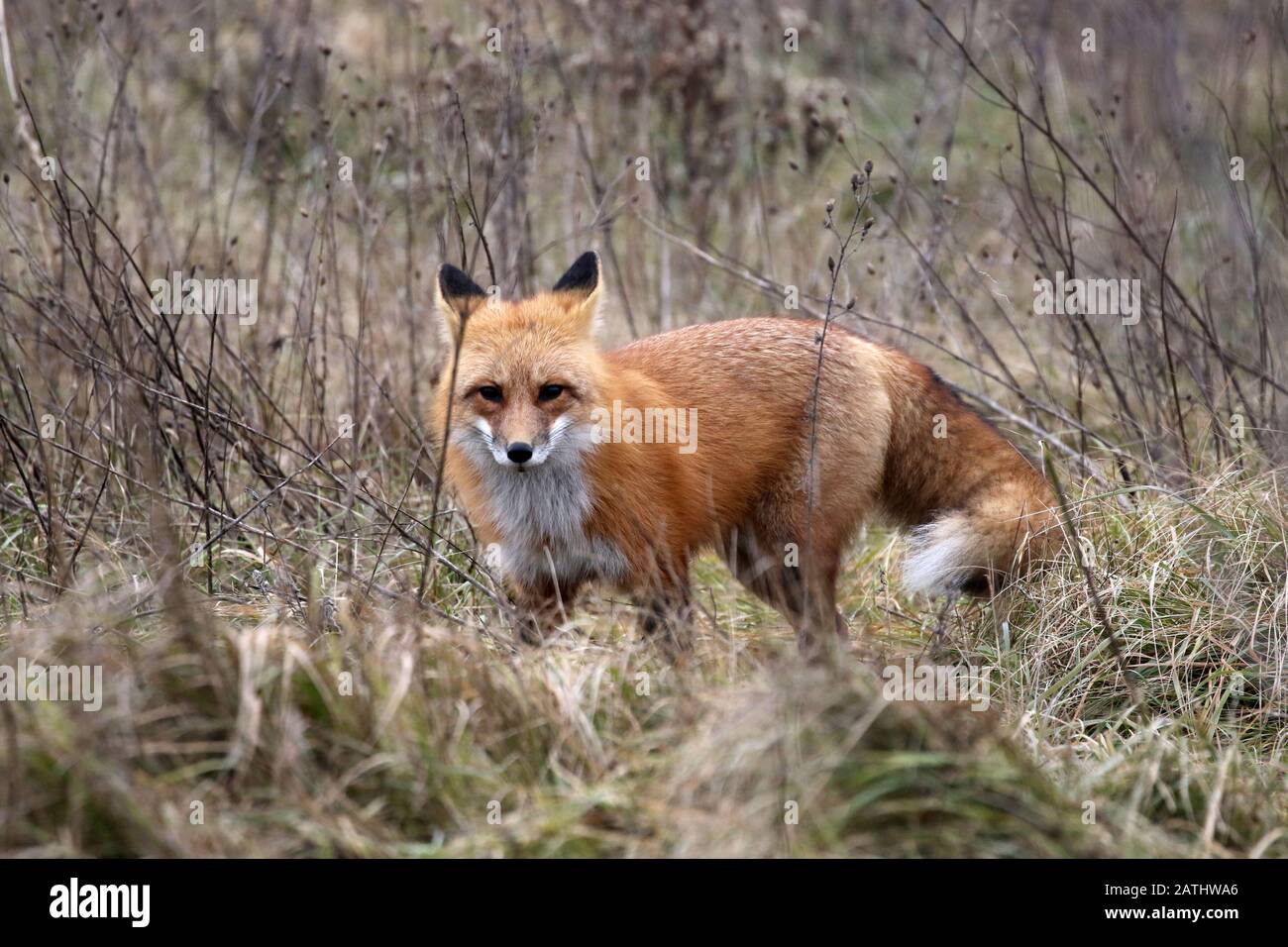 Red Fox in the woods Stock Photo Alamy
