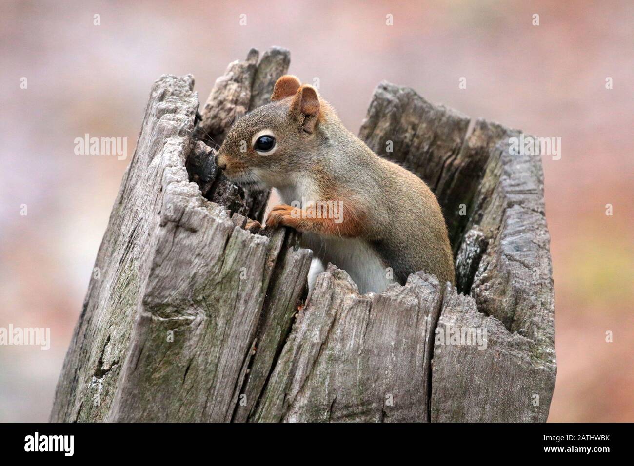 Grey squirrel feeding bark hires stock photography and images Alamy
