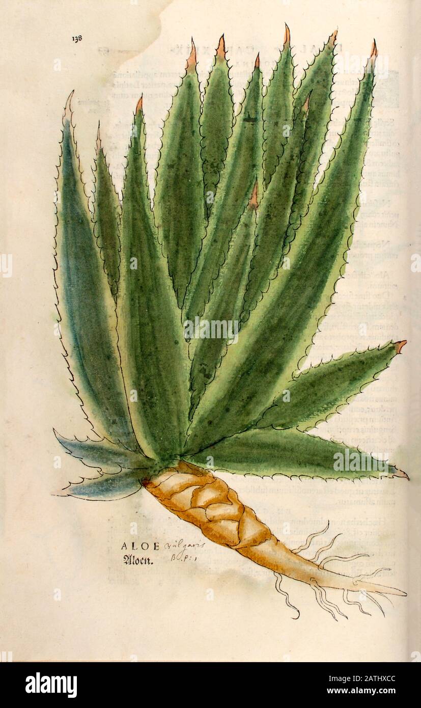 16th century, watercolor, hand painted woodcutting print of an Aloe plant from Leonhart Fuchs book of herbs: De Historia Stirpium Commentarii Insignes Stock Photo