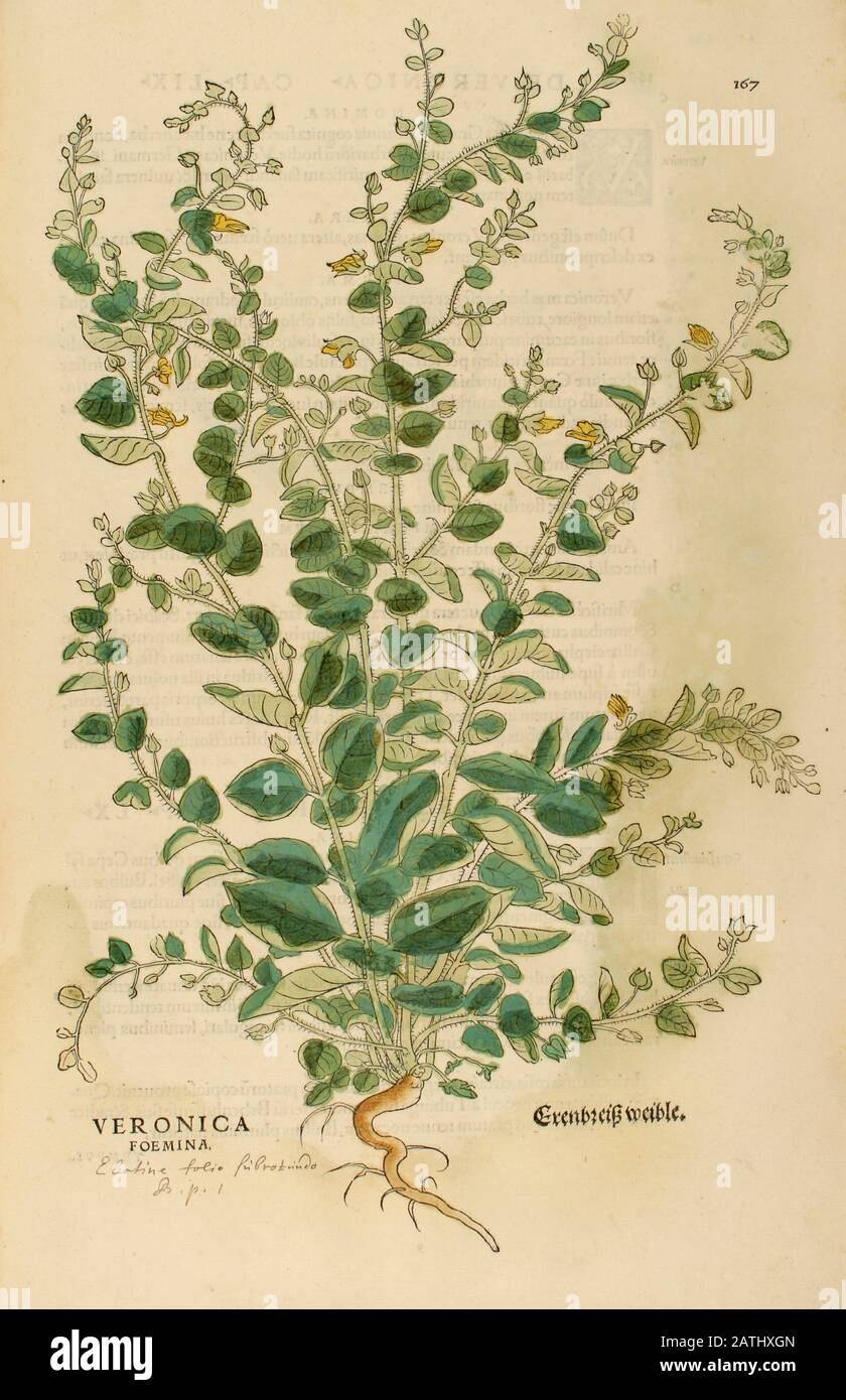 16th century, watercolor, hand painted woodcutting print of a veronica foemina flower from Leonhart Fuchs book of herbs: De Historia Stirpium Commenta Stock Photo