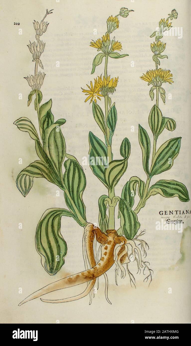 16th century, watercolor, hand painted woodcutting print of a Gentiana plant from Leonhart Fuchs book of herbs: De Historia Stirpium Commentarii Insig Stock Photo