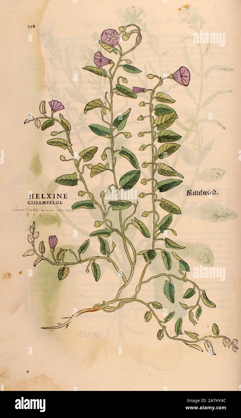 16th century, watercolor, hand painted woodcutting print of a Field bindweed (Convolvulus arvensis or Helxine cissampelos) plant from Leonhart Fuchs b Stock Photo