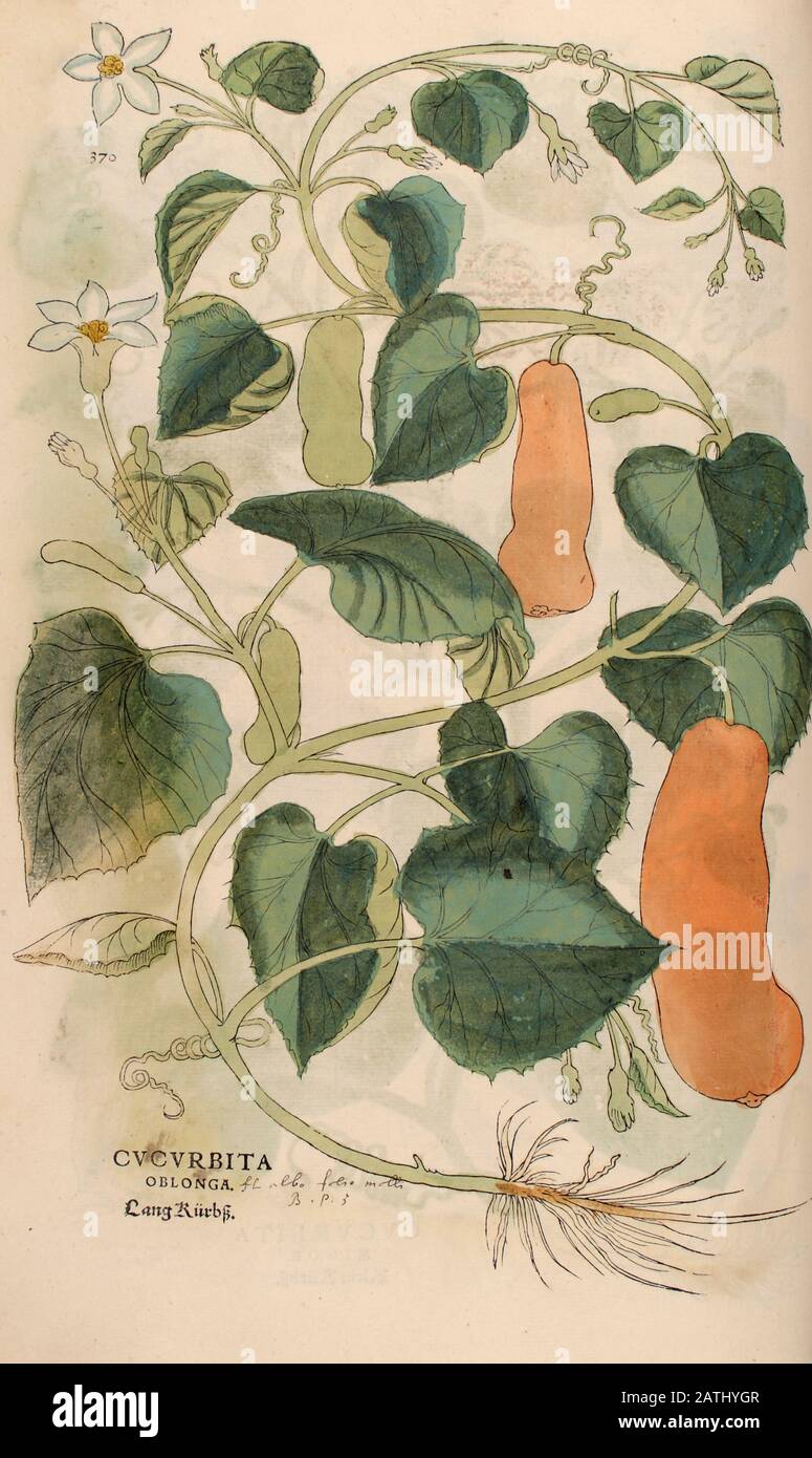 16th century, watercolor, hand painted woodcutting print of a Squash (Cucurbita) plant from Leonhart Fuchs book of herbs: De Historia Stirpium Comment Stock Photo