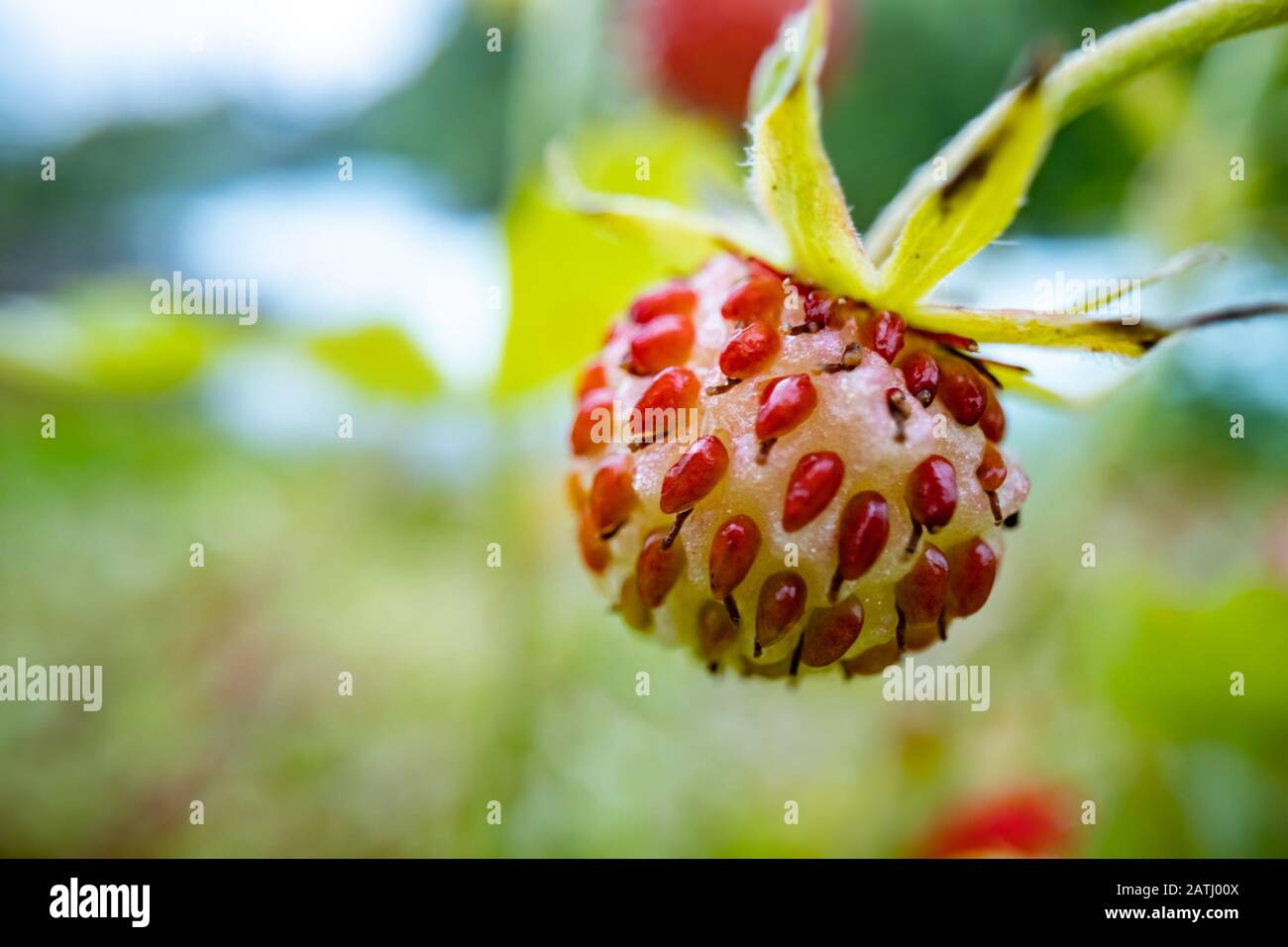 Berry of ripe strawberries close up. Nature of Norway Stock Photo