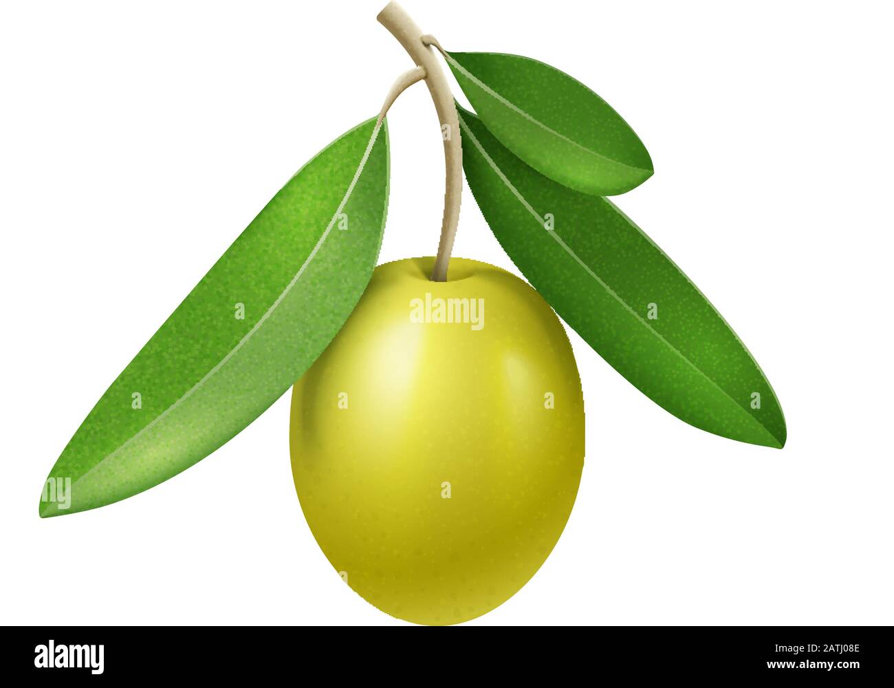 Vector realistic olive branch with green olive fruit Stock Vector Image ...