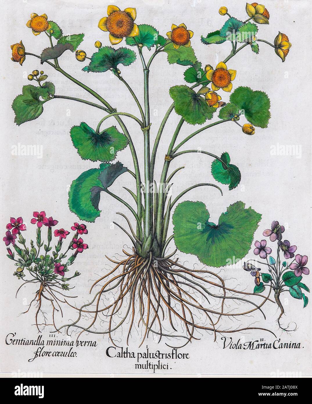 Hand painted copperplate print of three flowering plants from Hortus Eystettensis, a codex produced by Basilius Besler in 1613 of the garden of the bi Stock Photo