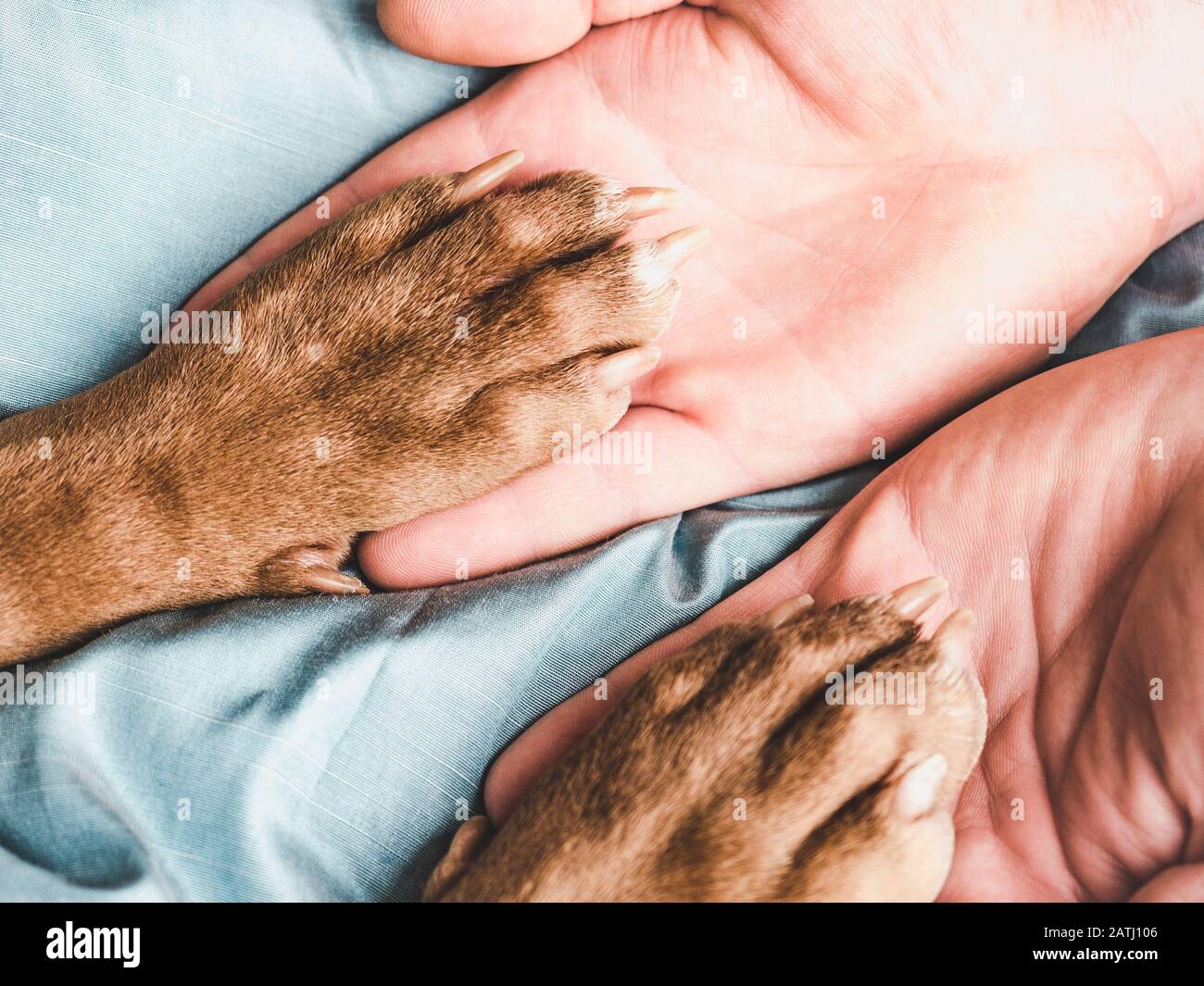 Юные лапки. Рука и лапа. Золотистый ретривер лапы. Лапа животного и рука человека. Лапа кота и руки человека команда.