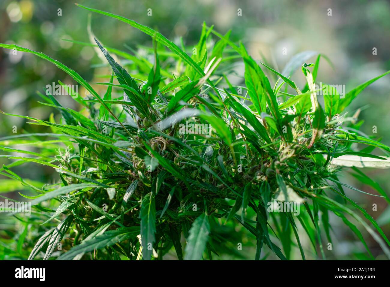 Fresh green medicinal plant cannabis blooming at blurred background close up, Marijuana plant with early flowers, sativa leaves Stock Photo