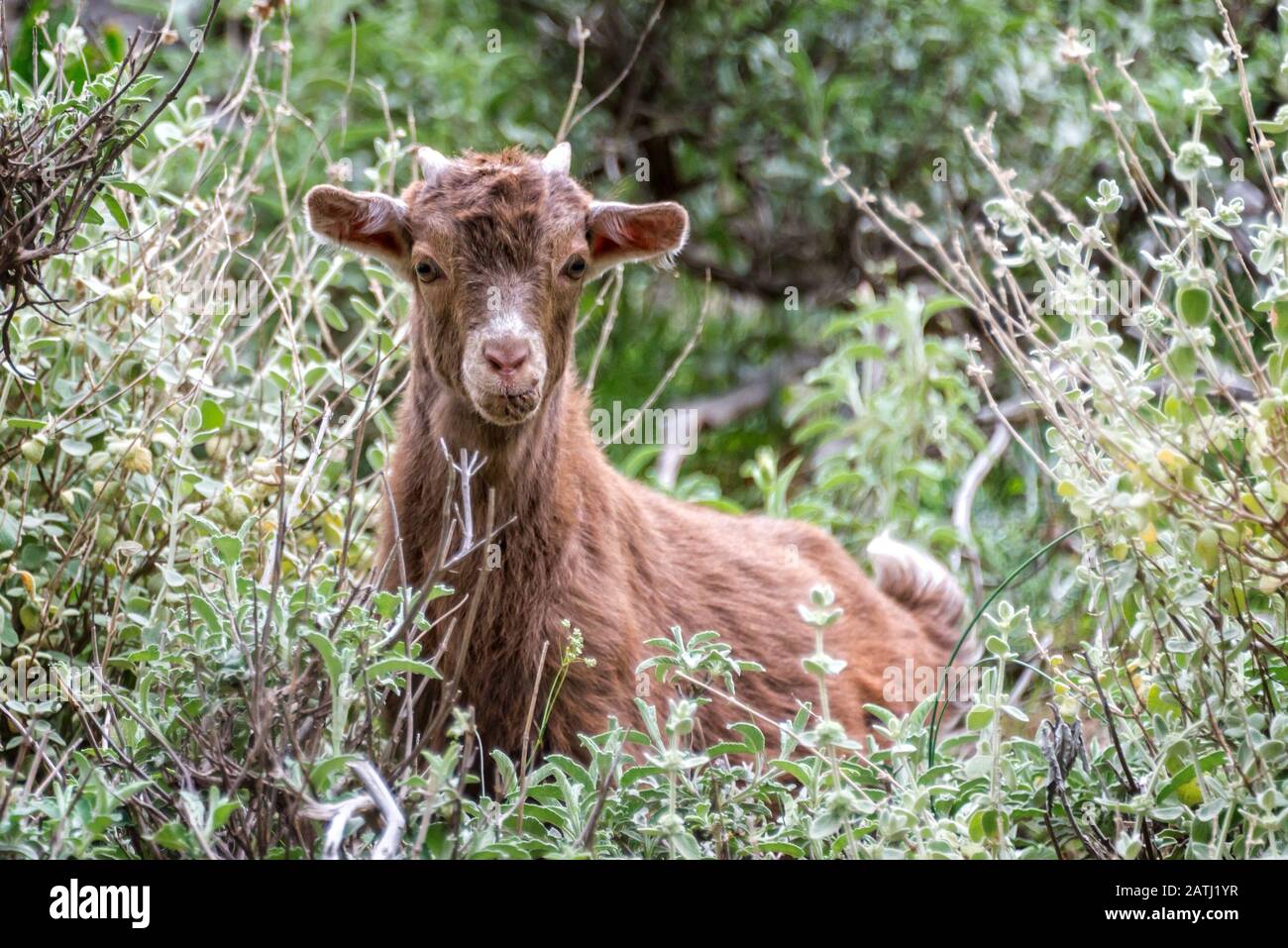Portrait of a curious goat kid hidden in bushes in Crete, Greece Stock Photo