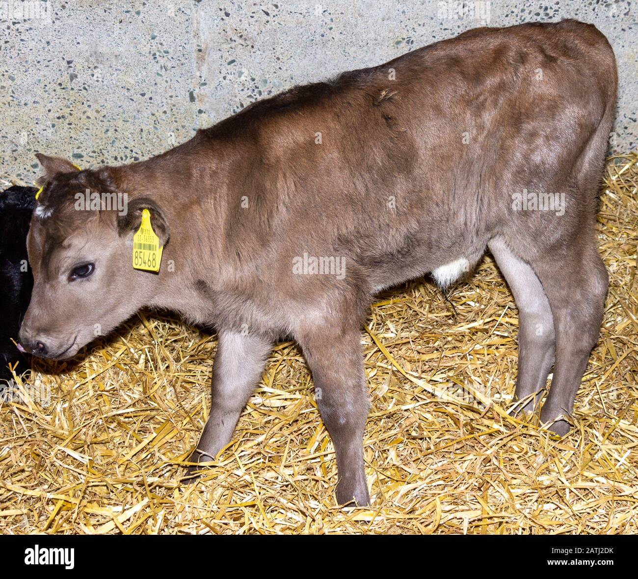 jersey cross friesian bull calf in straw calving pen Stock Photo Alamy