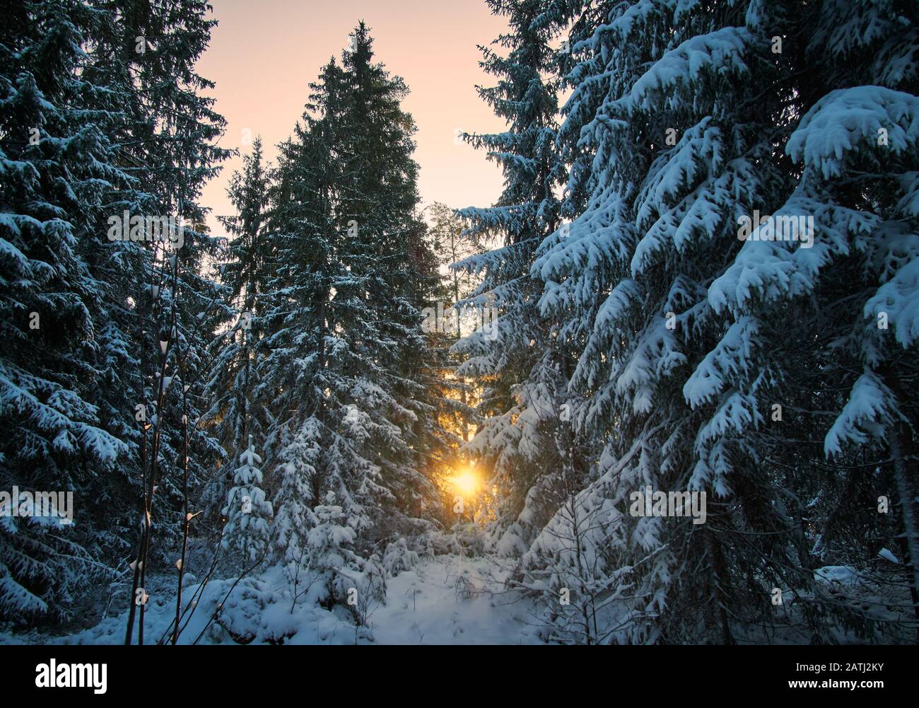 Sun Rays Through Frosty Trees. Dramatic winter wonderland scenery in scenic golden evening light at sunset in Finland. Stock Photo