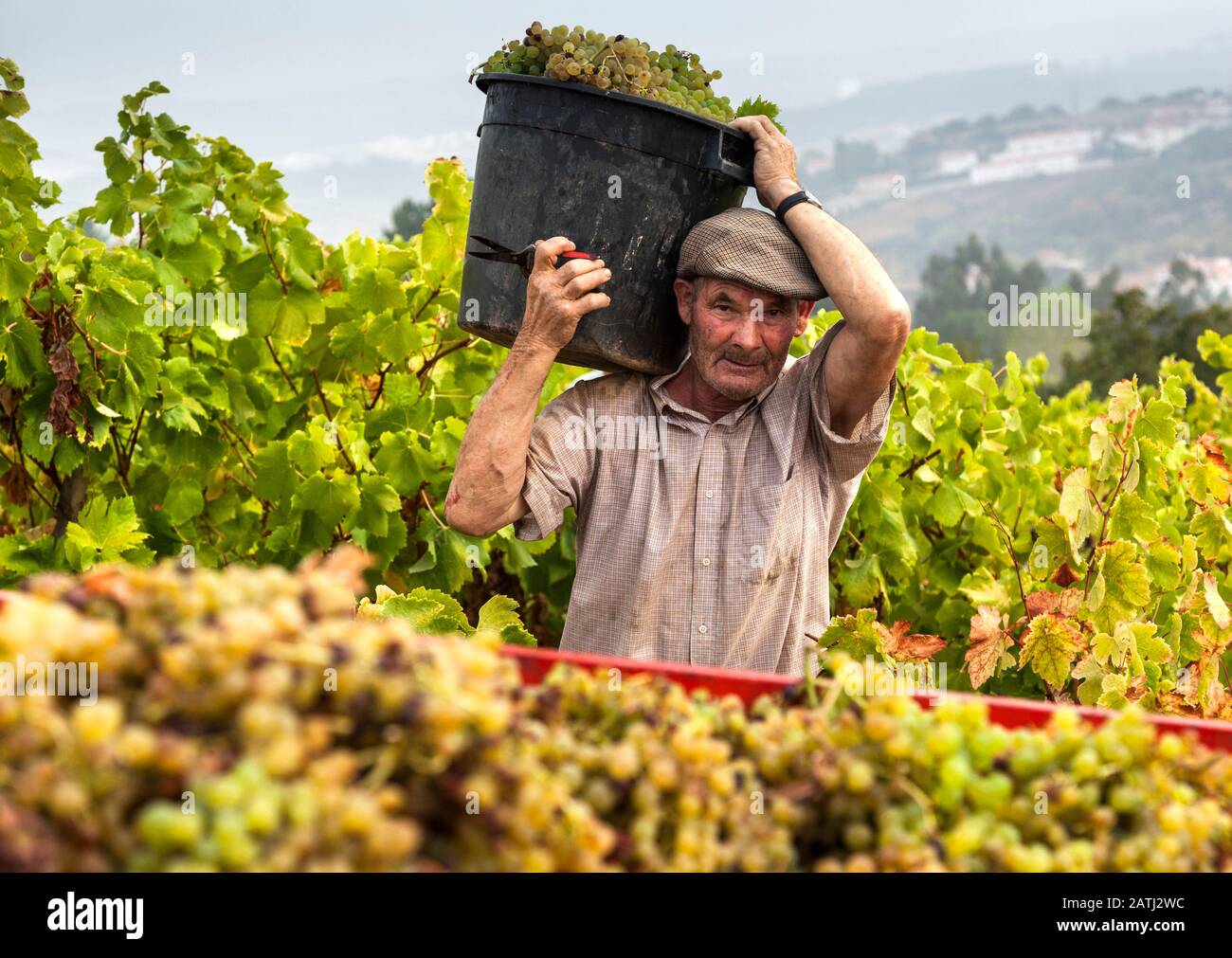 Farmer carrying a container of harvested grapes on a vineyard in Portugal Stock Photo