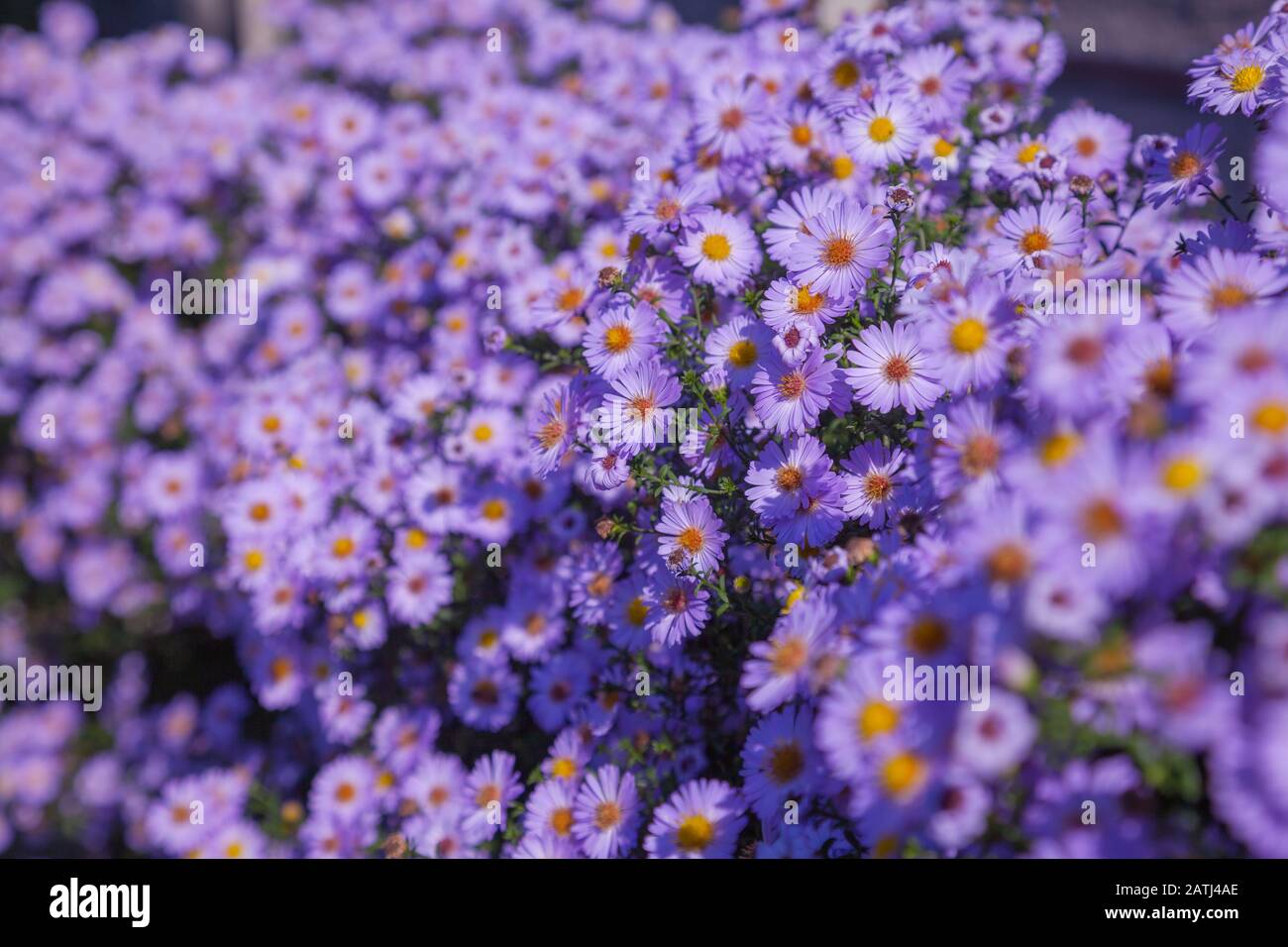 Flowers Aster long-term, bush on a flower bed, closeup Stock Photo