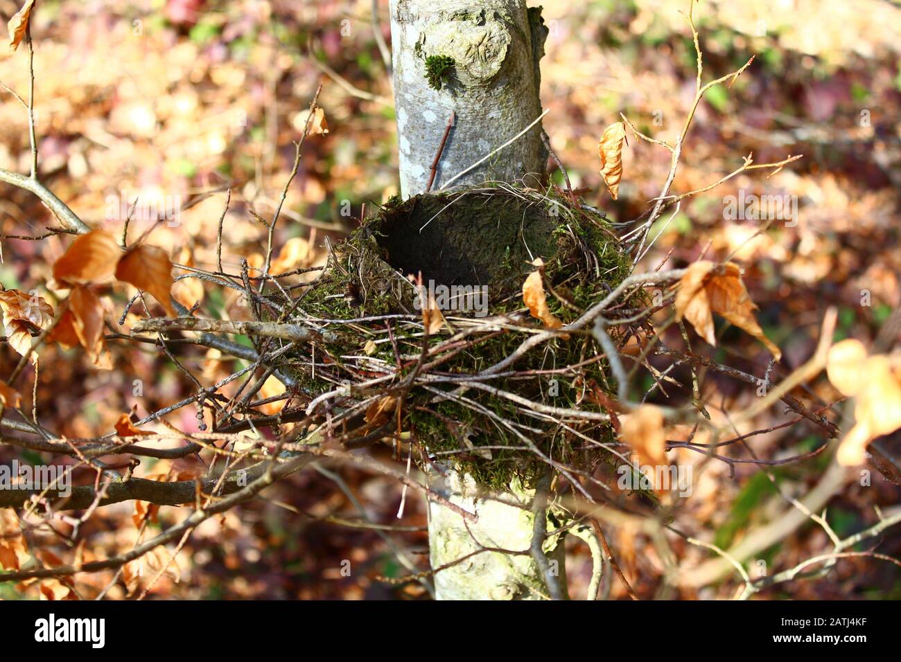 The picture shows a birds nest in the forest Stock Photo - Alamy