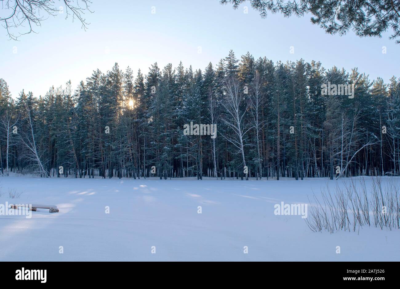 Pine forest in winter with lots of snow hi-res stock photography and ...