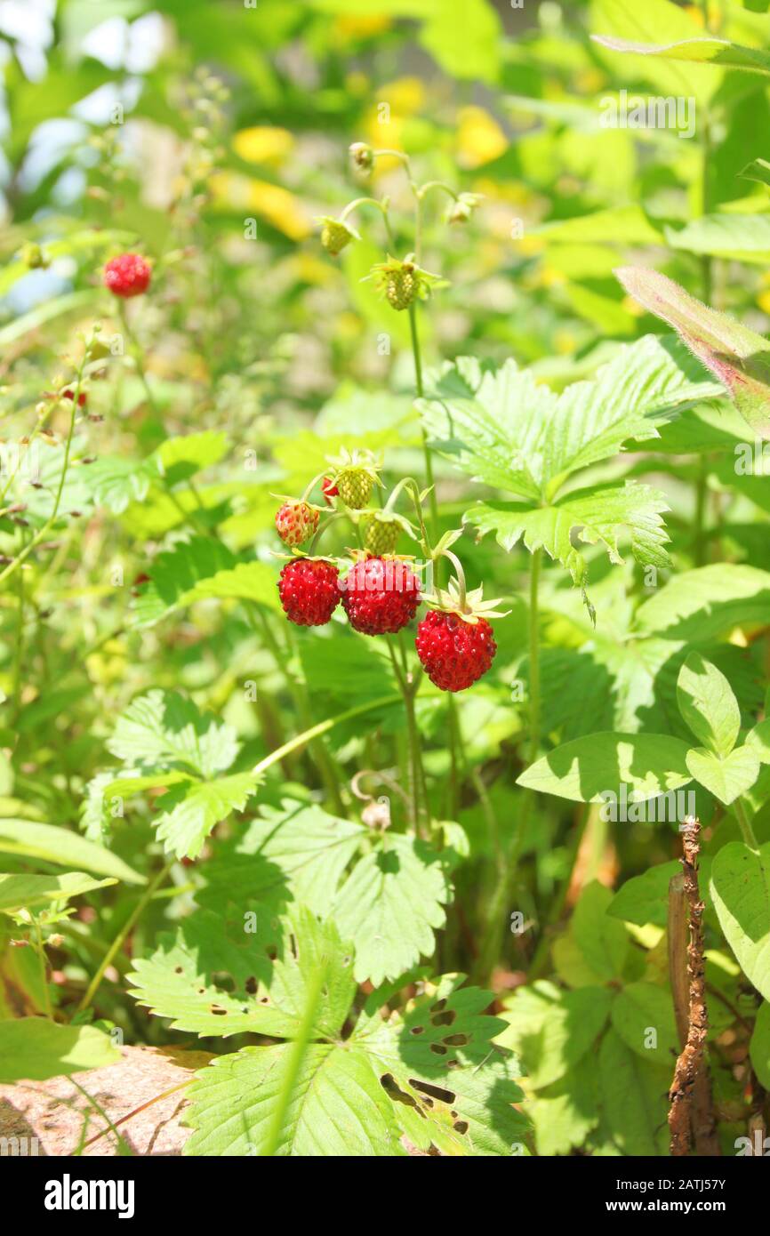 Wild strawberries plant growing in the garden Stock Photo - Alamy