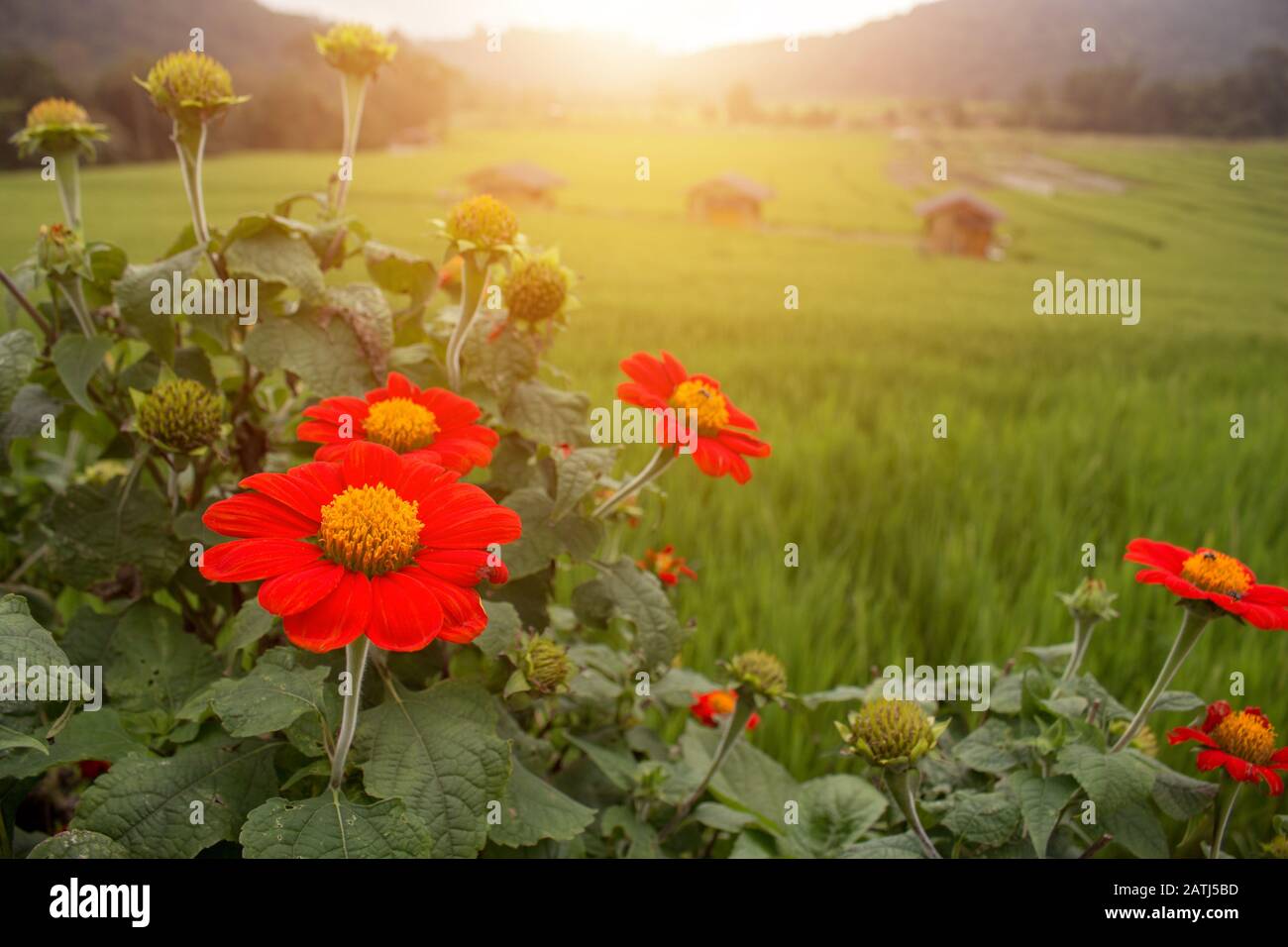 Klang Luang  Chiang Mai Thailand The red flower in front and rice field this is a beautiful landscape of Thailand. Stock Photo