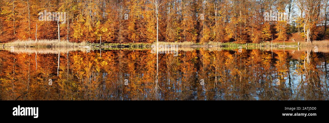 Panorama, Autumn at the Lake Schweingartensee, Colourful forest is reflected, Mueritz National Park, Mecklenburg-Western Pomerania, Germany Stock Photo