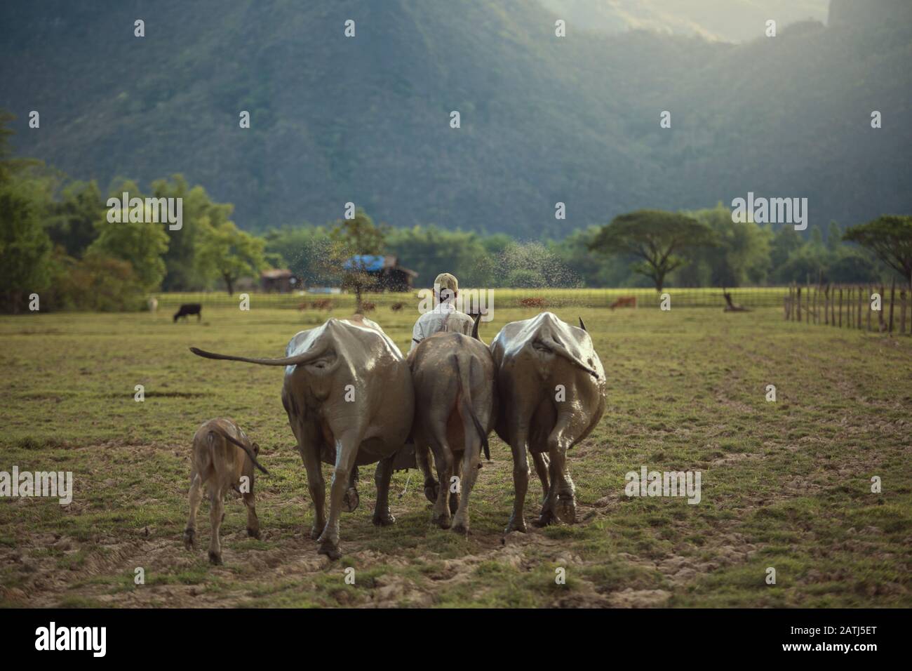 The farmer and buffaloes go home together with life in rural Laos. Stock Photo