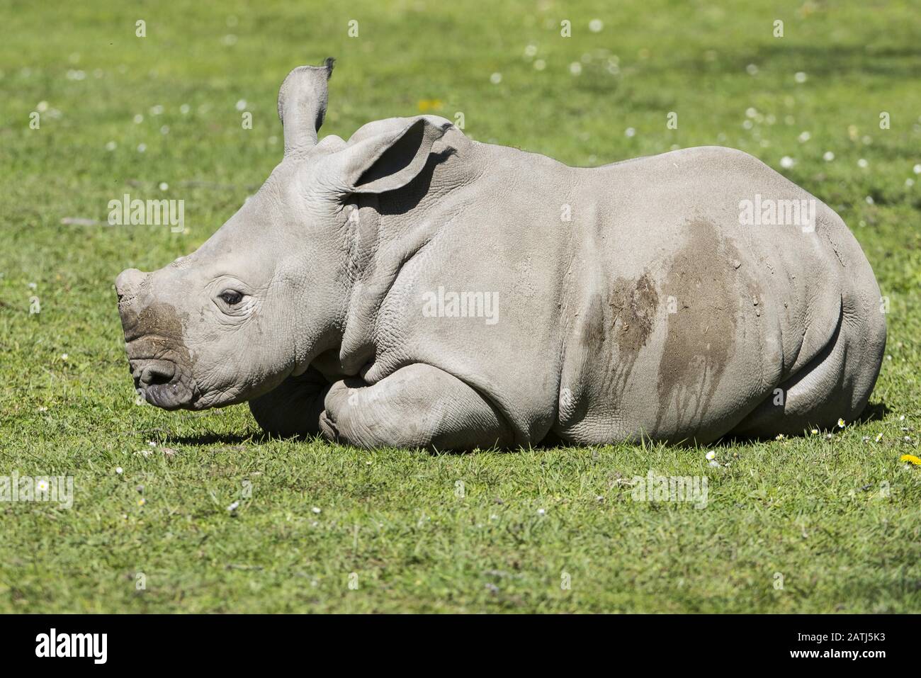 Ceratotherium simum simum, White rhinoceros, young, white rhinoceros, mammal, ungulate, young Stock Photo