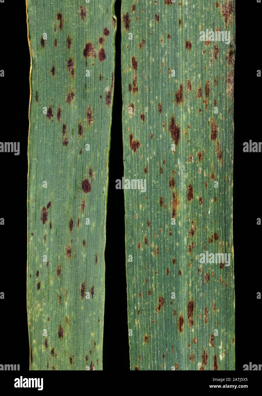 Hypersensitive reaction to powdery mildew (Blumeria graminis f.sp. hordei) causing necrotic lesions on barley leaf Stock Photo