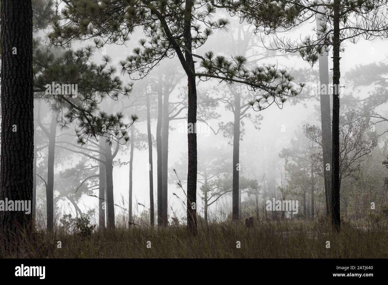 Silhouette The pine tree in foggy National Park Phu Kradeung Thailand. Stock Photo