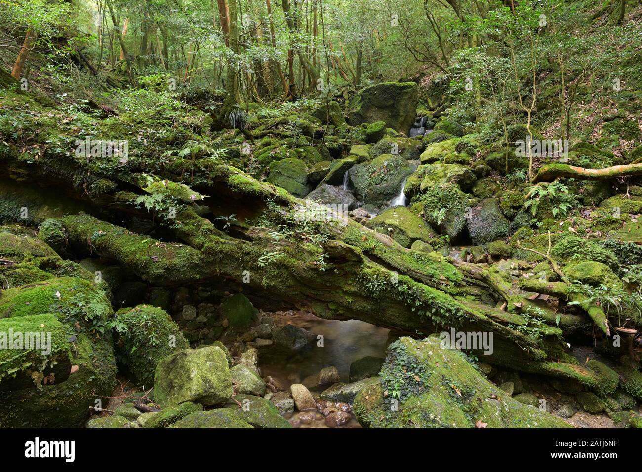 Nature National Park Yakushima Island Japan Stock Photo Alamy
