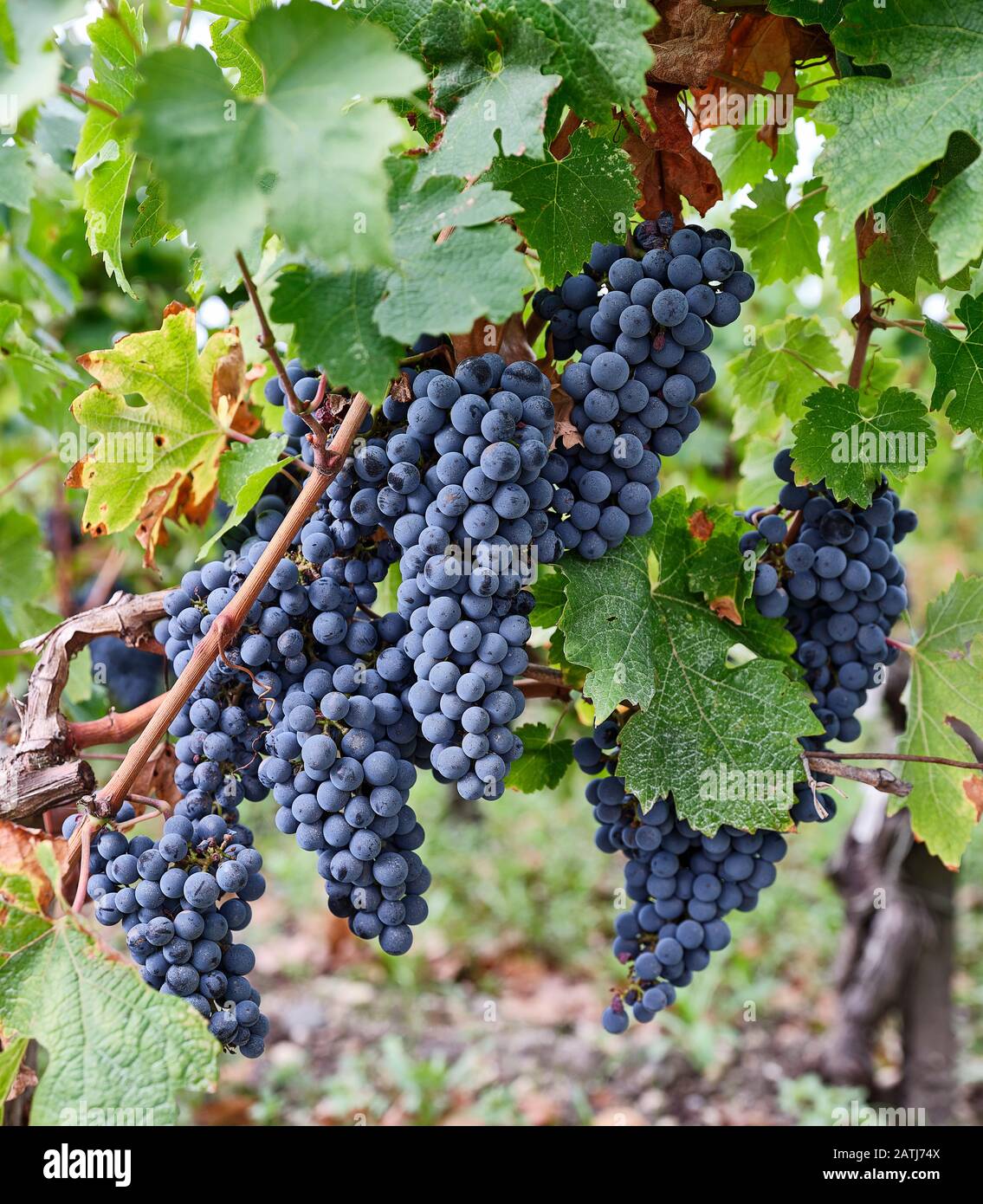 St emillion grapes hires stock photography and images Alamy