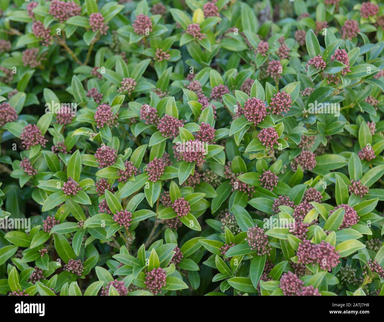 Winter Foliage and Pink Flower Buds of an Evergreen Skimmia Shrub (Skimmia japonica 'Godrie's Dwarf') in a Garden in Rural Devon, England, UK Stock Photo