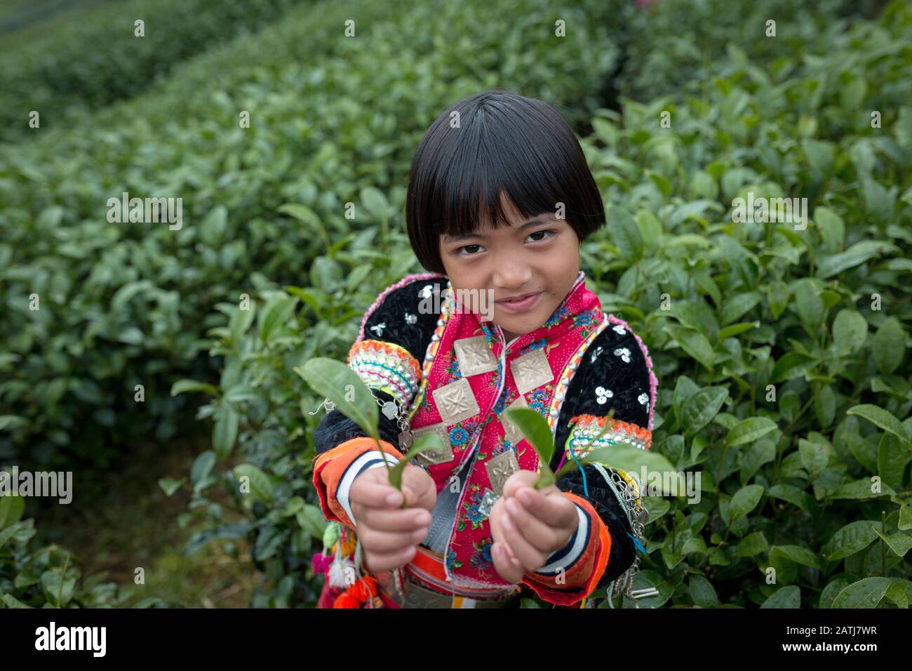 A girl enjoying green tea leaves in the tea plantation lifestyle of Hmong People in Chiang Mai Thailand. Stock Photo