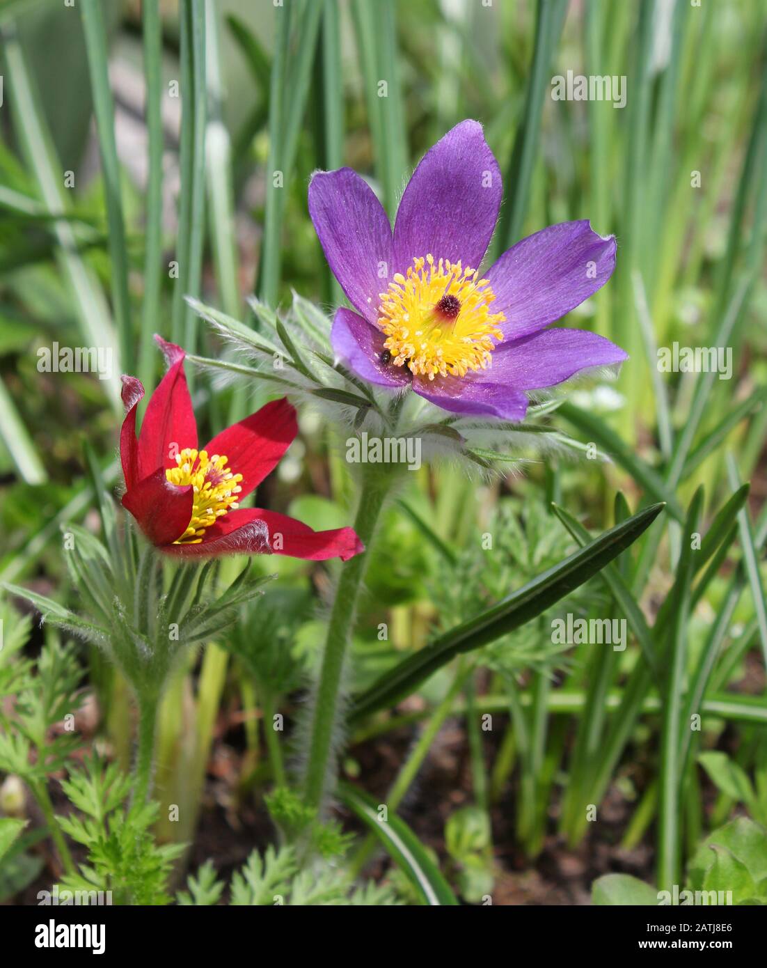 Early spring pasque flowers Pulsatilla growing in the garden Stock Photo