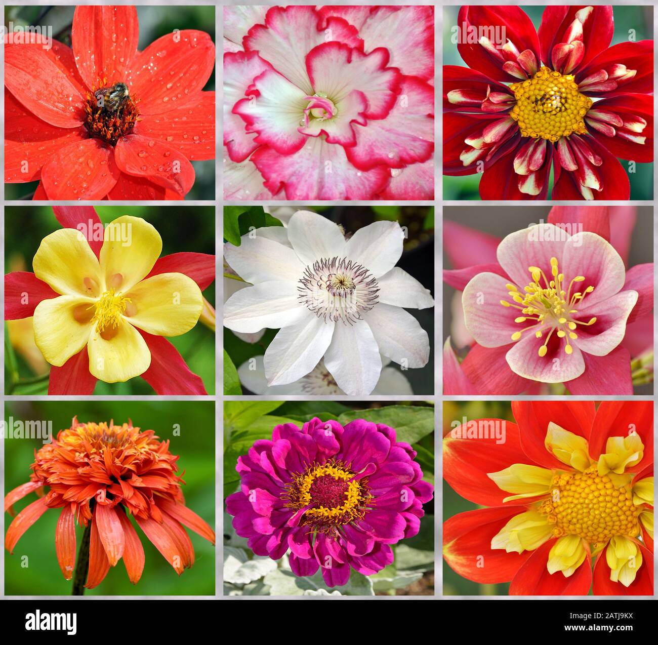 Colorful flowers collage Stock Photo - Alamy