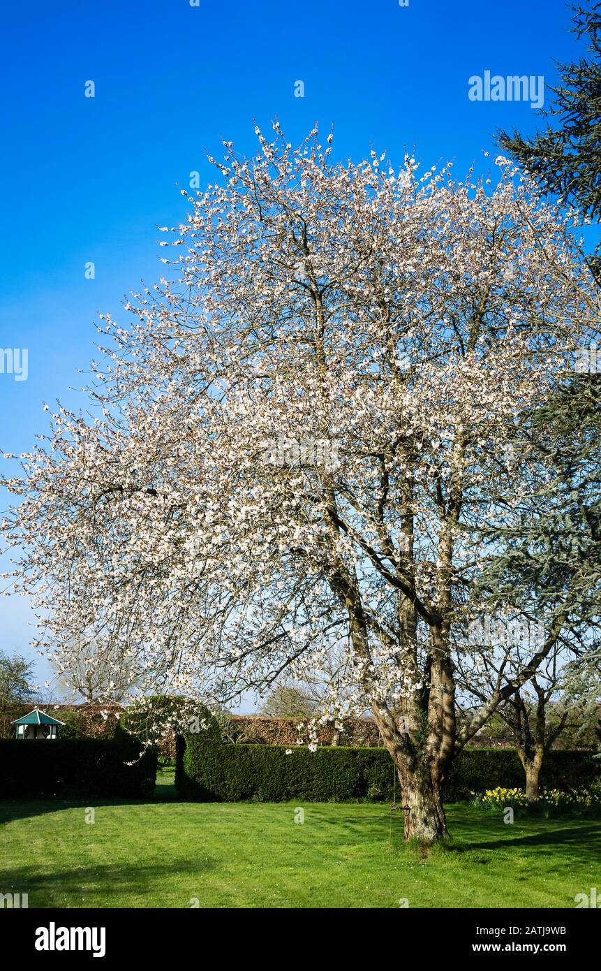 An old prunus avium in full blossom grown in a grass lawn under a clear blue sky in UK Stock Photo