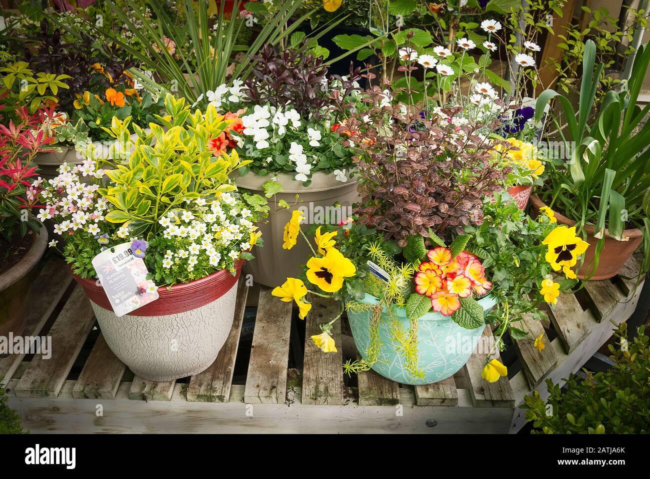 A selection of colourful container planters for sale at an English garden center in UK Stock Photo