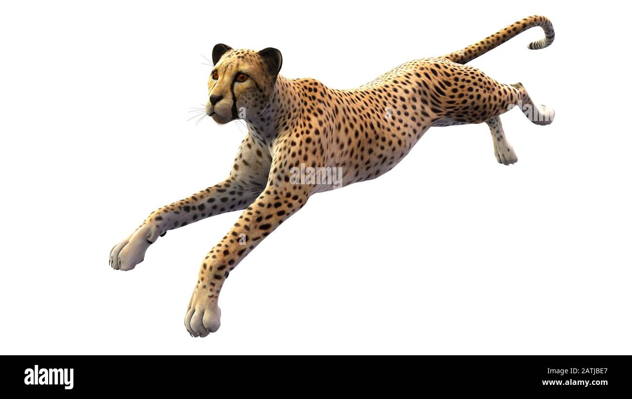 Cheetah running, animal isolated on white background Stock Photo - Alamy