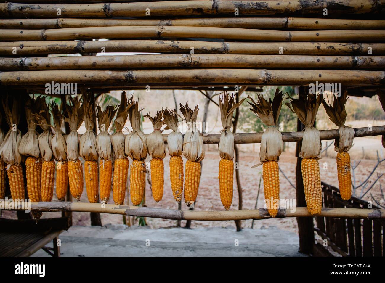 Yellow corn seeds for planting Stock Photo