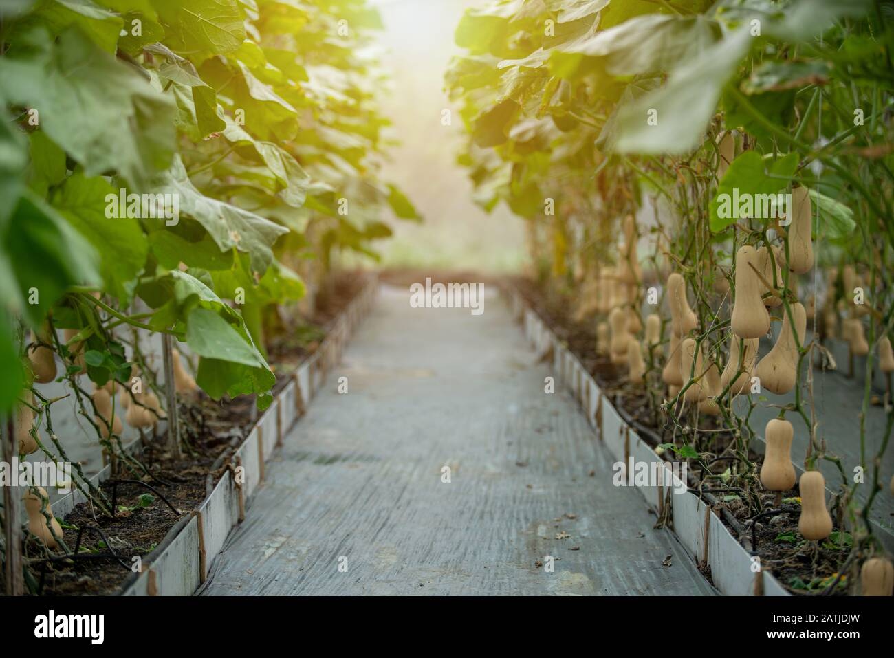 Plantation Squash