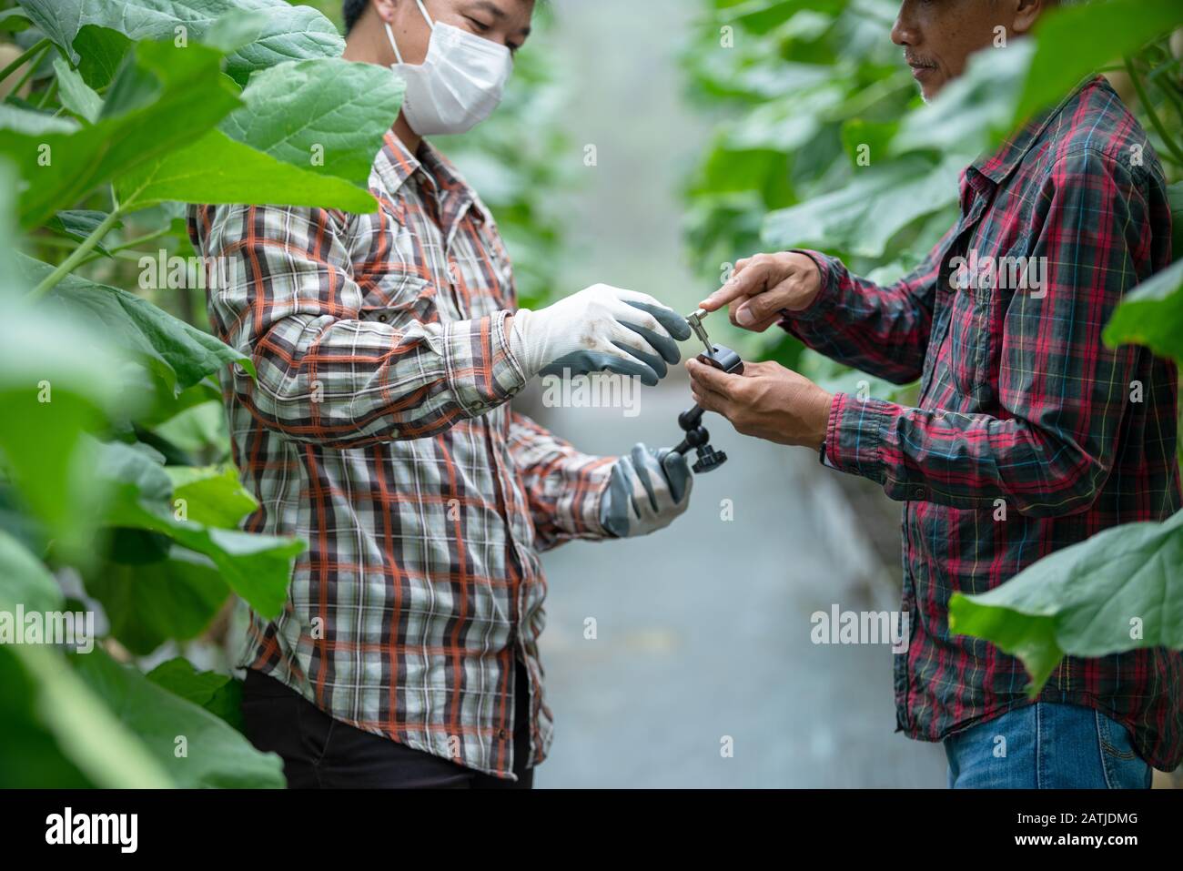 Male farmers consulted and worked together to oversee the cultivation of the greenhouse. Stock Photo