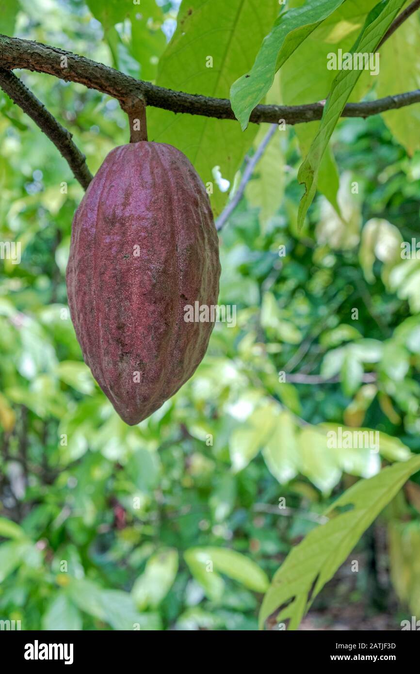 Cocoa fruit ripe in tree in jungle farm before harvest ready for collect Stock Photo