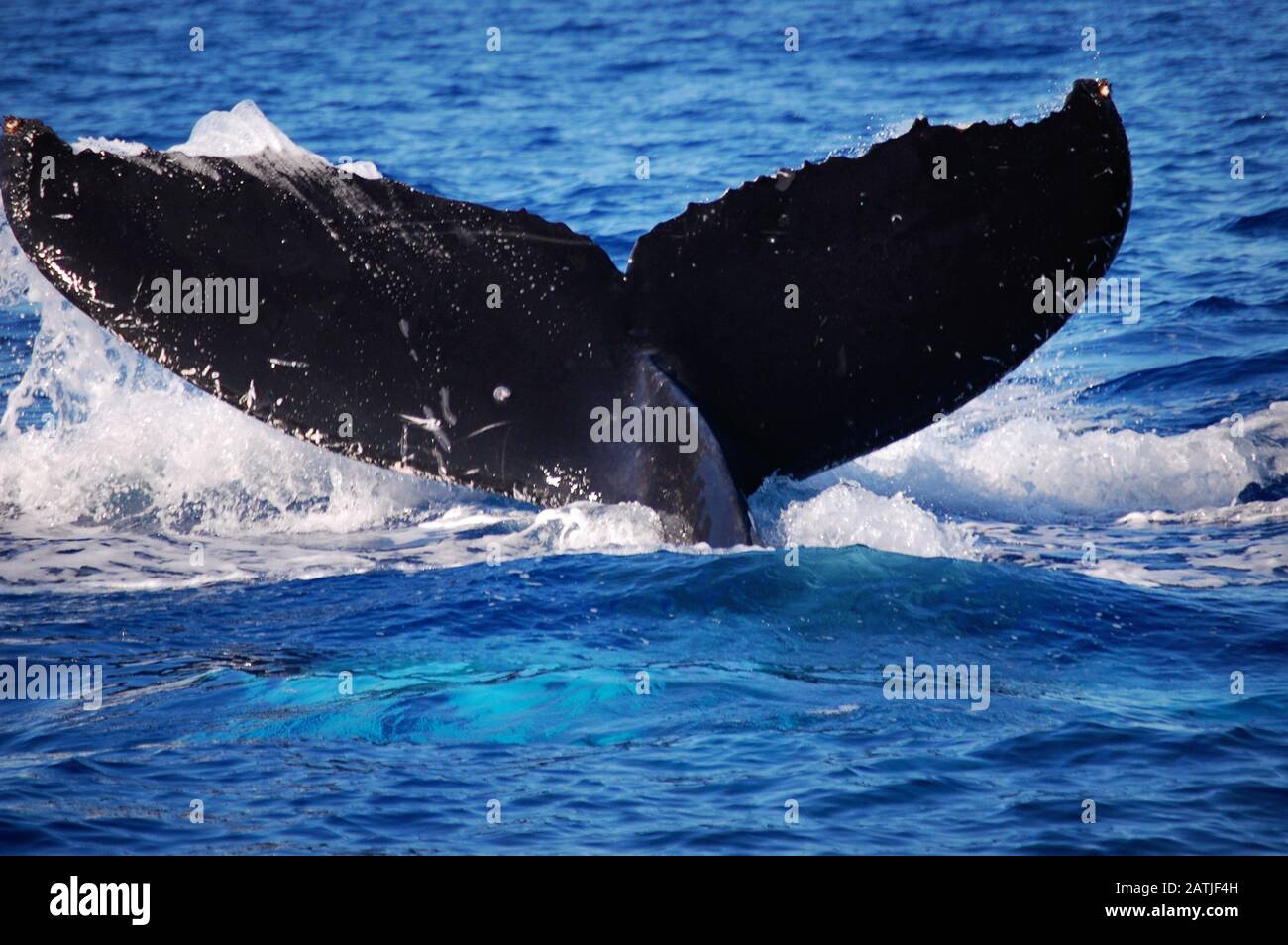 A  whale of a tail splashing in the ocean in Maui, Hawaii. Stock Photo