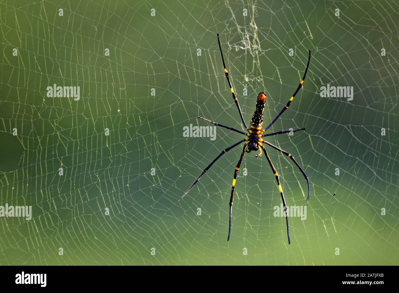 Golden Orb Web Spider in natural habitat Stock Photo