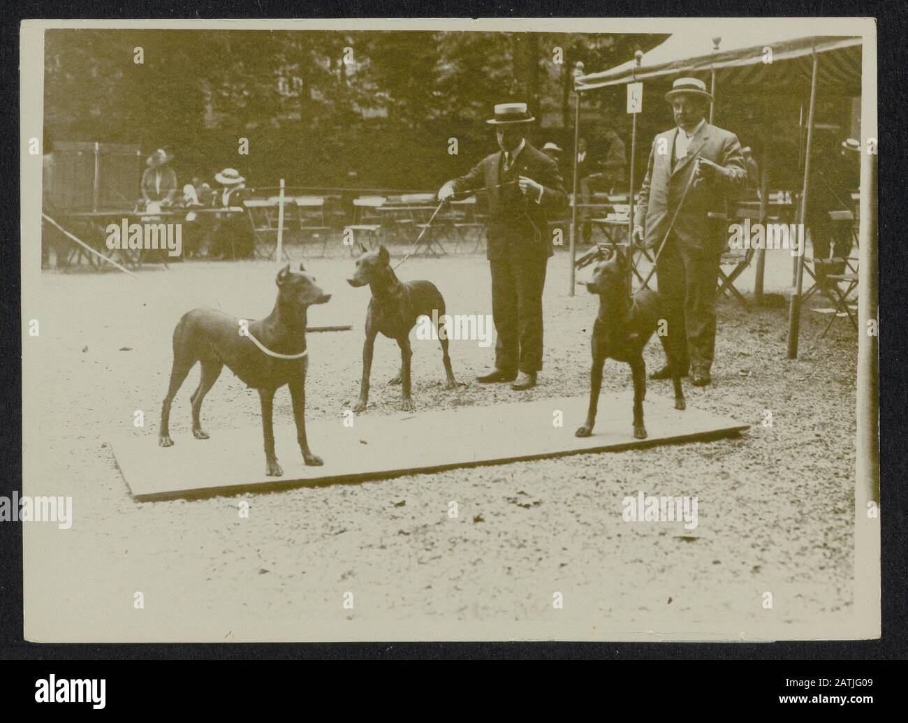 Description: Dog Inspection Date: {1914-1918} Keywords: WWI, dogs ...