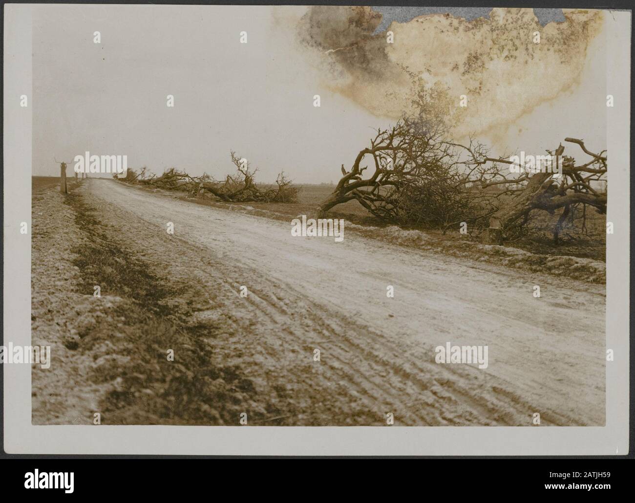 Apple trees cut down hi-res stock photography and images - Alamy